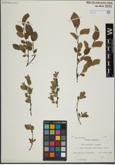 Foto von Salix herbacea L. x Salix lapponum L.